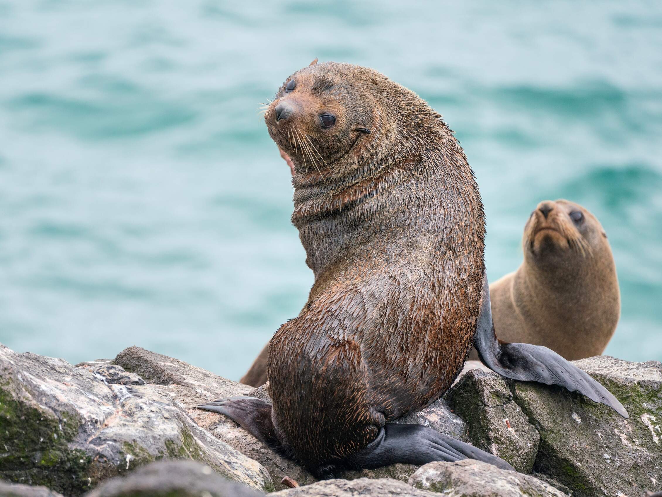 New Zealand Fur Seal / Kekeno